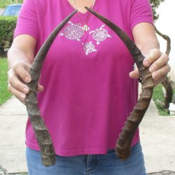 2pc African Impala Horns, Impala Antlers Animal Horns 16-1/2 & 19-1/2 inches for $31/lot
