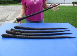 Five piece 33-1/2," 32-1/2," 34," 32," & 32-1/2" Gemsbok Horns
