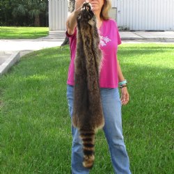 North American Raccoon fur pelt, tanned hide for sale, measuring 42 inches long - for $45.00