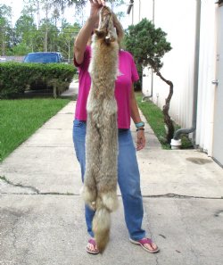 57 inches soft tanned coyote pelt, hide, skin for sale for $100.00