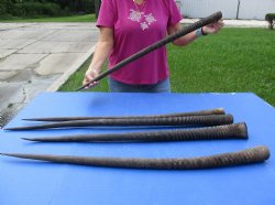 Five piece 34," 33," 36," 33," & 33-1/2" Gemsbok Horns