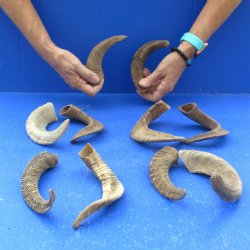 Ten piece Ram Horns, Sheep Horns 5" to 9"