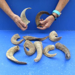 Ten piece Ram Horns, Sheep Horns 5" to 9"