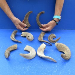 Ten piece Ram Horns, Sheep Horns 5" to 9"