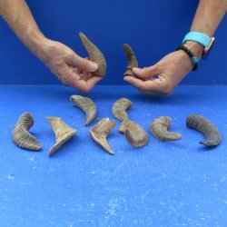Ten piece Ram Horns, Sheep Horns under 5"