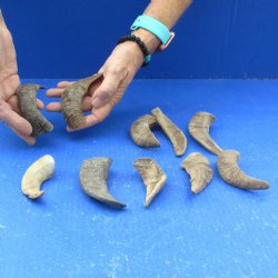 Ten piece Ram Horns, Sheep Horns under 5"