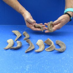 Ten piece Ram Horns, Sheep Horns under 5"