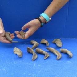 Ten piece Ram Horns, Sheep Horns under 5"
