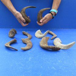 Ten piece Ram Horns, Sheep Horns 5" to 9"