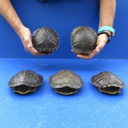 5" to 5-3/4" Red Eared Slider Turtle Shells, 5pc lot - $65