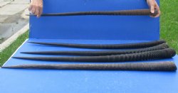 Five piece 32," 34," 34-1/2," 33-1/2," & 34-1/2" Gemsbok Horns