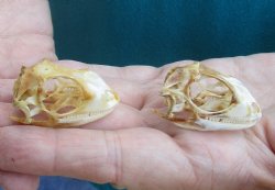 2pc Small B-Grade Iguana skull 1-1/2 & 1-1/2 inches - for $40