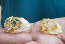 2pc Small B-Grade Iguana skull 1-1/2 & 1-3/4 inches - for $40