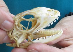 Medium B-Grade Iguana skull 2-3/4 inches - for $29
