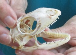 Medium B-Grade Iguana skull 2-3/4 inches - for $29