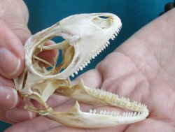 Medium B-Grade Iguana skull 2-1/2 inches - for $29