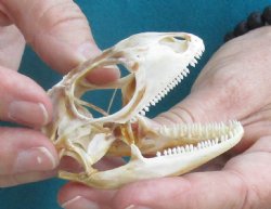 Medium B-Grade Iguana skull 2-1/2 inches - for $29