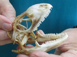 Large B-Grade Iguana skull 3-1/4 inches - for $39