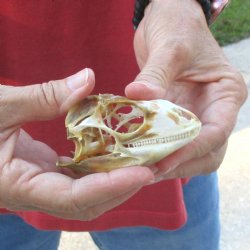 Large Iguana skull 3-1/2 inches - for $39