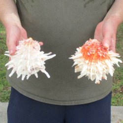 2pc 5x6" & 5-1/2x6" Thorny Oyster (Spondylus Leucacanthus) - $37/lot