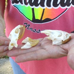 Two piece Extra Large Map Turtle Skull 2-3/4"