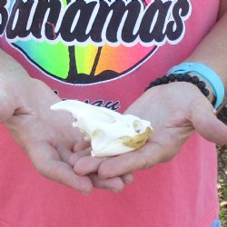 3-1/2" Common Snapping Turtle Skull 