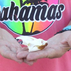 2-3/4" Common Snapping Turtle Skull 