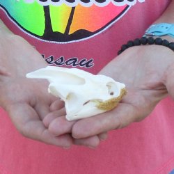 3-1/2" Common Snapping Turtle Skull 