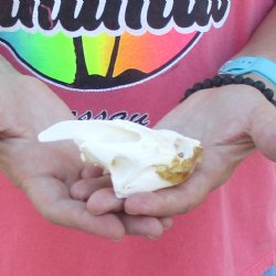 4" Common Snapping Turtle Skull 