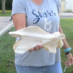 12-1/2" Giraffe Neck Vertebra Bone