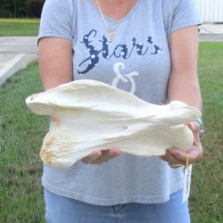 13" Giraffe Neck Vertebra Bone
