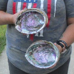 2pc Pink Abalone shell measuring 6" - for $19.00/lot