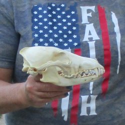 7-1/2  x 3-3/4" Coyote Skull - for $36