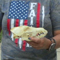 7-1/2  x 3-3/4" Coyote Skull - for $36