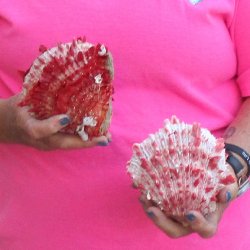 2 Spiny Oyster pairs (Spondylus princeps) -  $39/lot