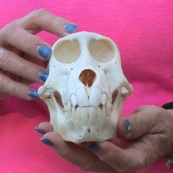6" Female Baboon Skull - $155 (CITES P-000028466)