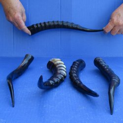 Five piece Polished Blesbok Horns