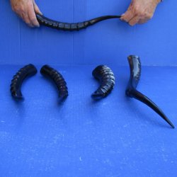 Five piece Polished Blesbok Horns