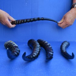 Five piece Polished Blesbok Horns 