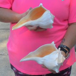2 pc lot of Lightning Whelks measuring 8 inches - for $27/lot
