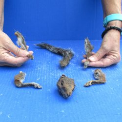 Preserved Squirrel Head, Legs, & Tail - for <font color=red>Special Price </font>$25