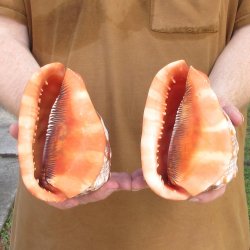 Two Cameo Bullmouth sea shells 5 inches long for $18/lot