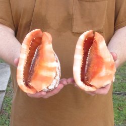 Two Cameo Bullmouth sea shells 5 inches long for $18/lot