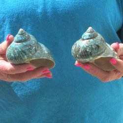 2pc Polished Jade Turbo shells- for $20/lot