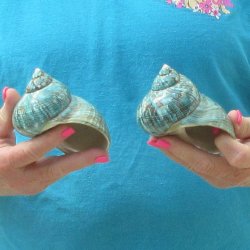 2pc Polished Jade Turbo shells- for $20/lot