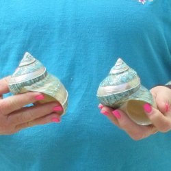 2pc Pearl Banded Jade Turbo shells - for $20/lot