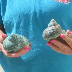Two piece Polished Jade Turbo shells