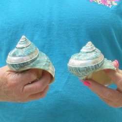 Two piece Pearl Banded Jade Turbo shells 