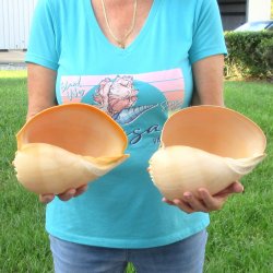 2pc 9" Philippine crowned baler melon shells- for $20/lot