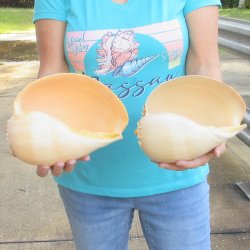 2pc 9" Philippine crowned baler melon shells- for $20/lot